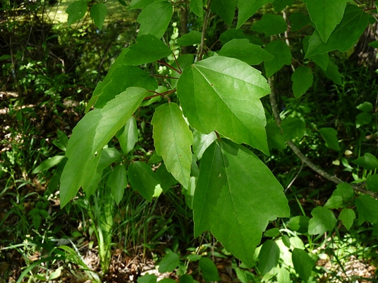 {Acer rubrum var. trilobum}